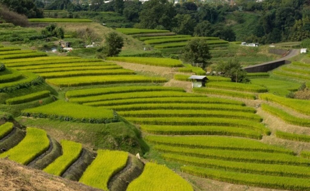 棚田100選に選ばれたちはや赤坂村の棚田