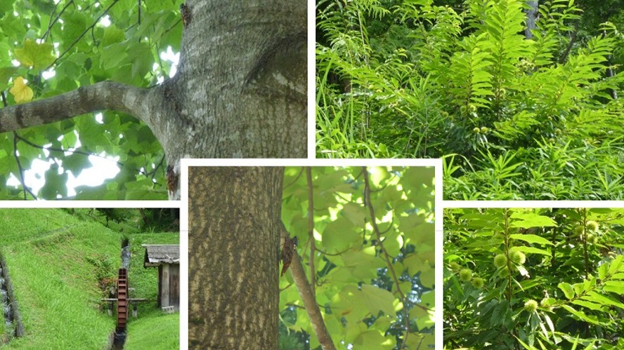 はじめてのキャンプ場でセミ取り